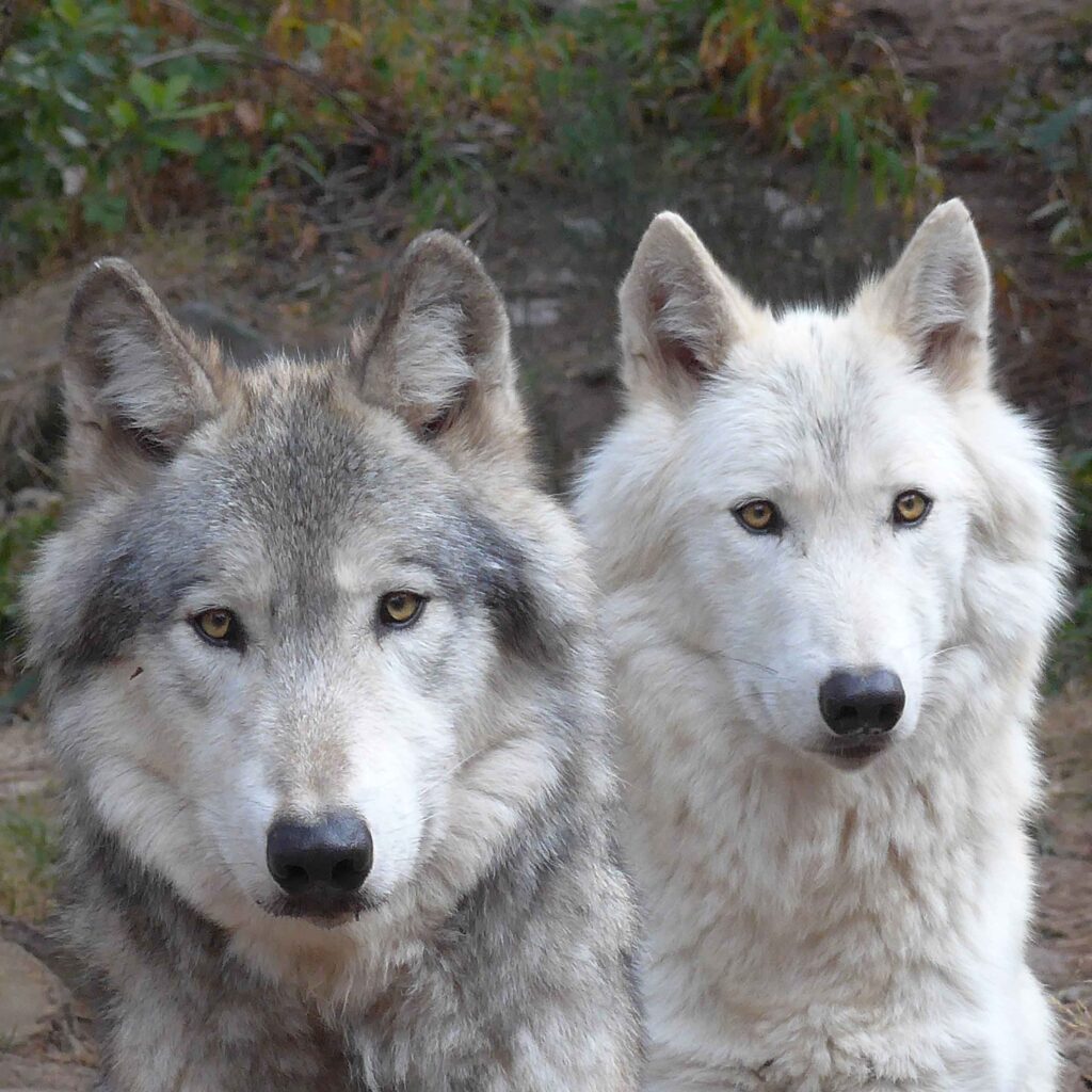 Le loup du Canada , Parc Animalier Les Loups du Gévaudan Le loup du Canada , Parc Animalier Les Loups du Gévaudan