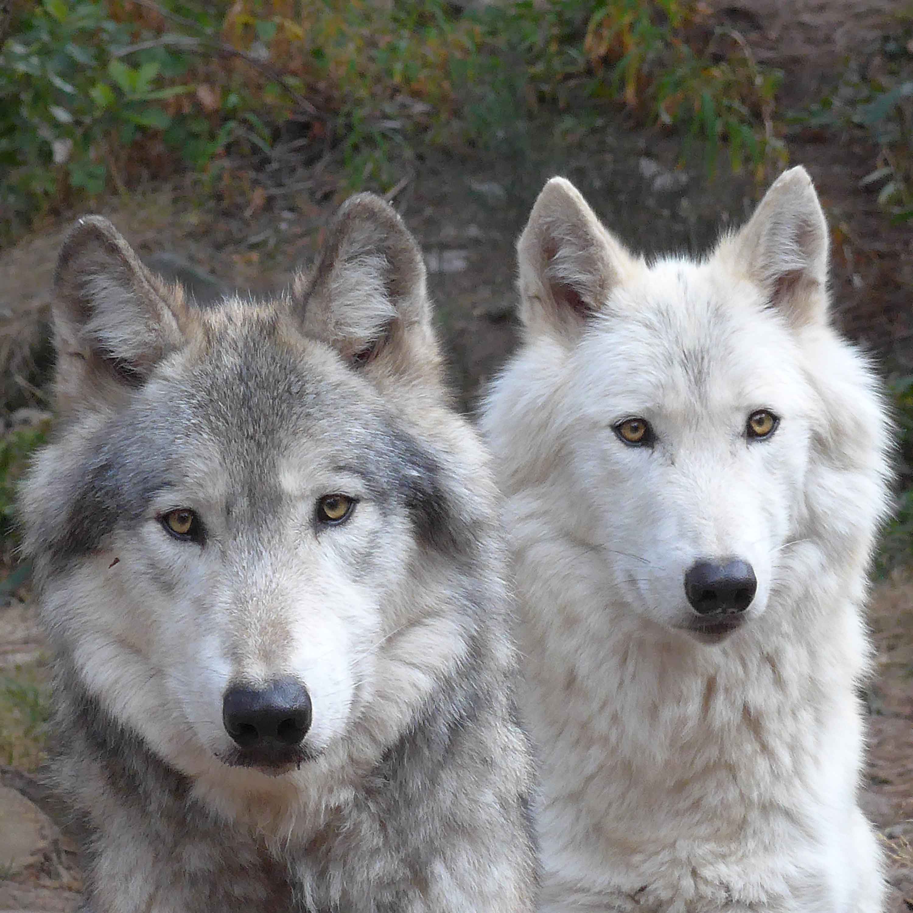 Les Loups Du Millénaire Le loup du Canada , Parc Animalier Les Loups du Gévaudan