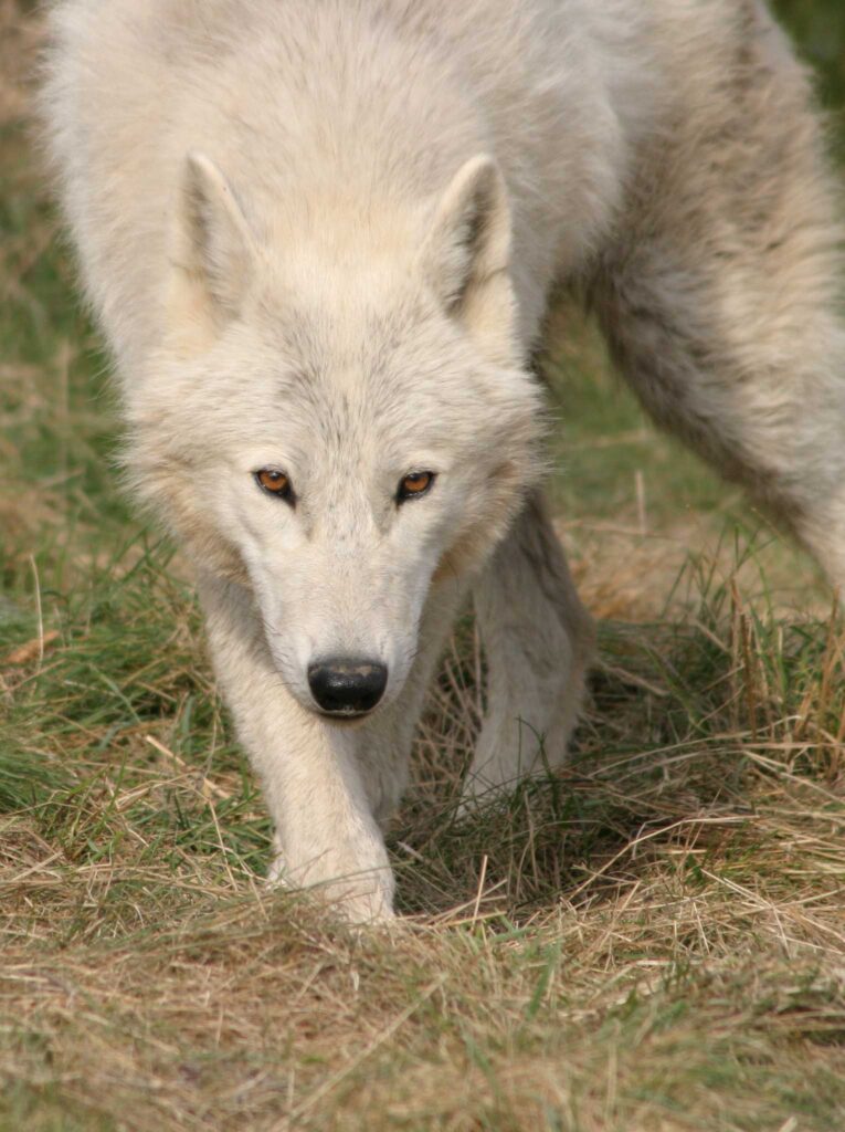 Les Loups Du Millénaire Galatea Pdf Gratuit