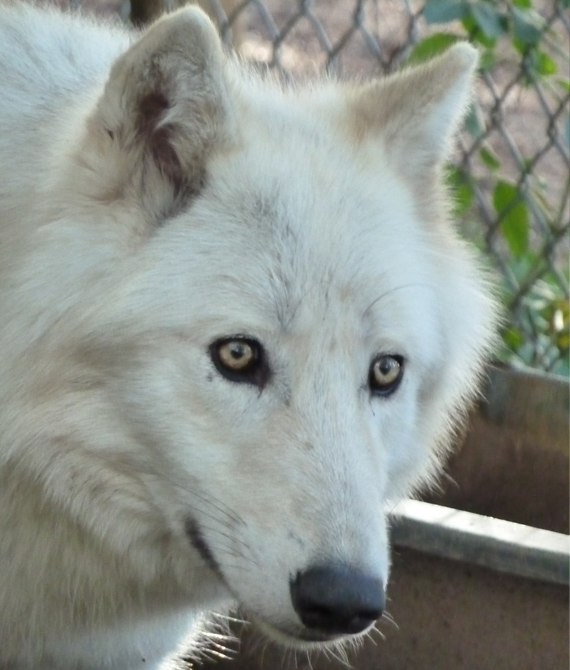 Petite Encyclopédie Du Loup Parc Animalier Les Loups Du