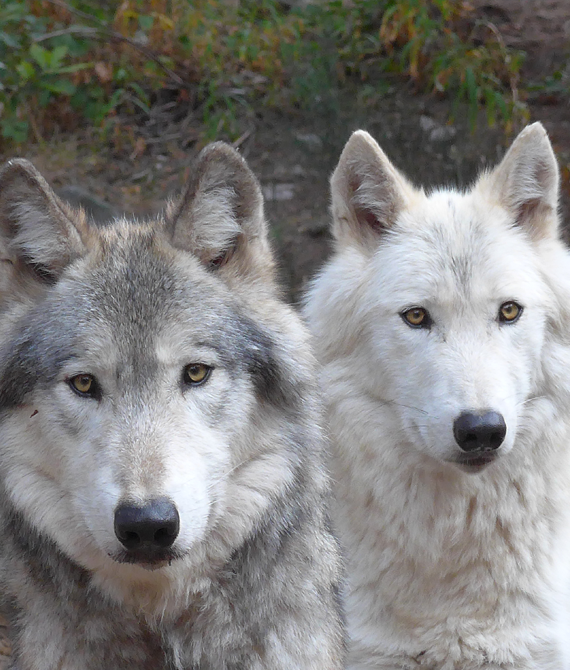 Petite Encyclopédie Du Loup Parc Animalier Les Loups Du