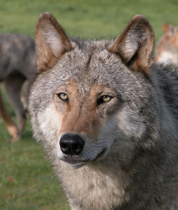 Le loup de Mongolie , Parc Animalier Les Loups du Gévaudan