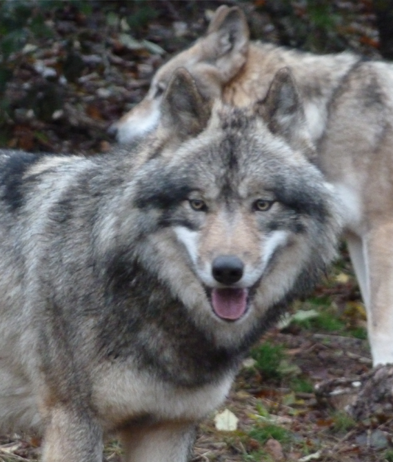 Le Loup De Siberie Parc Animalier Les Loups Du Gevaudan