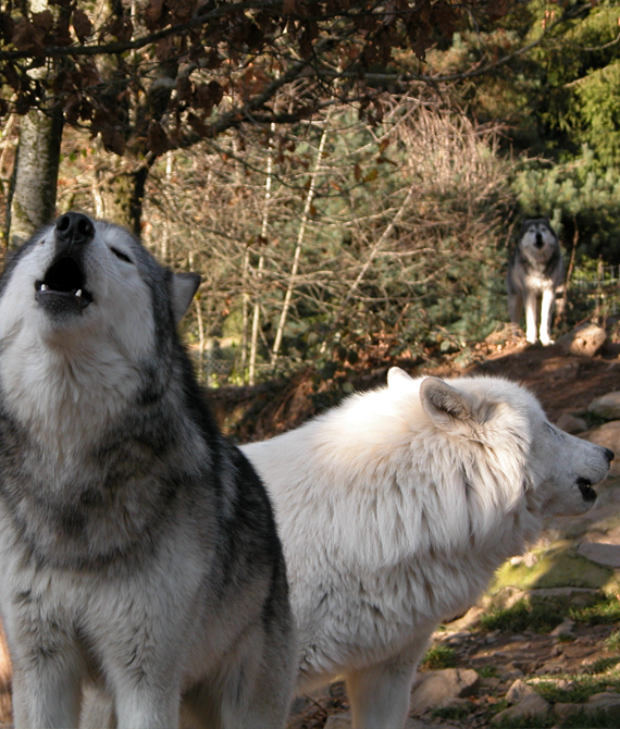 Le loup Canis dirus a vécu au Canada à l'ère glaciaire