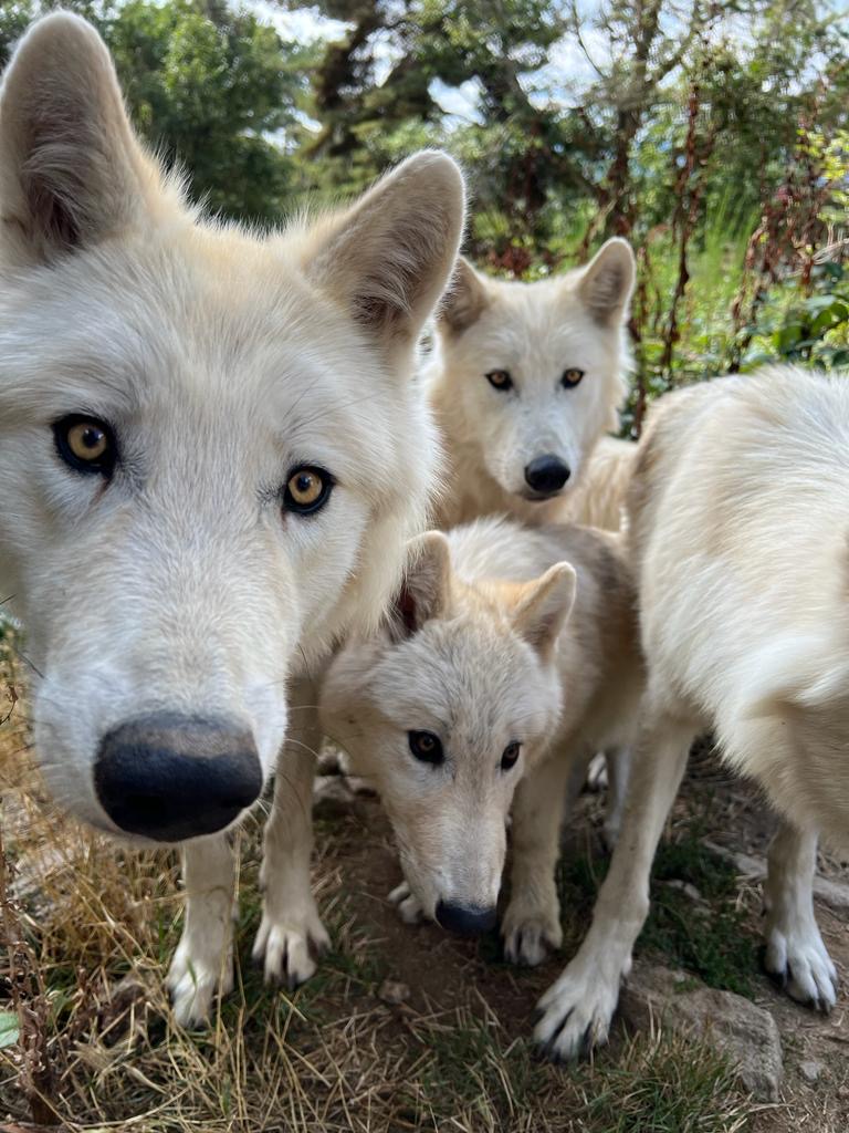 Parc les loups du Gévaudan
