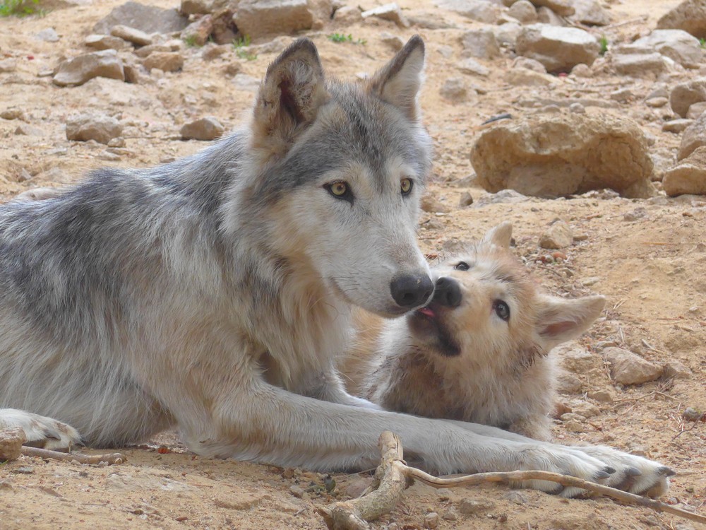 Loups - Loup du Gévaudan en Lozère