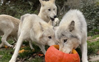 Vacances de la Toussaint au Parc des Loups : une immersion automnale