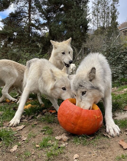Vacances de la Toussaint au Parc des Loups : une immersion automnale