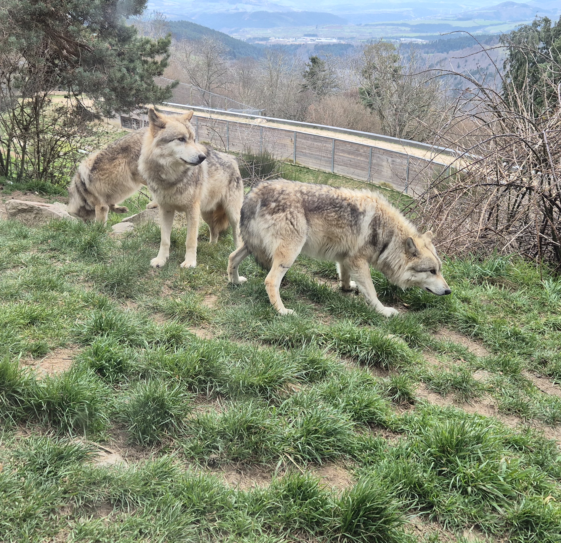 Loup proche Loups, 40ans, anniversaire, Gerard Menatory, Parc, Gévaudan