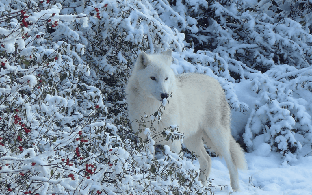 Animations vacances de Noël 2025