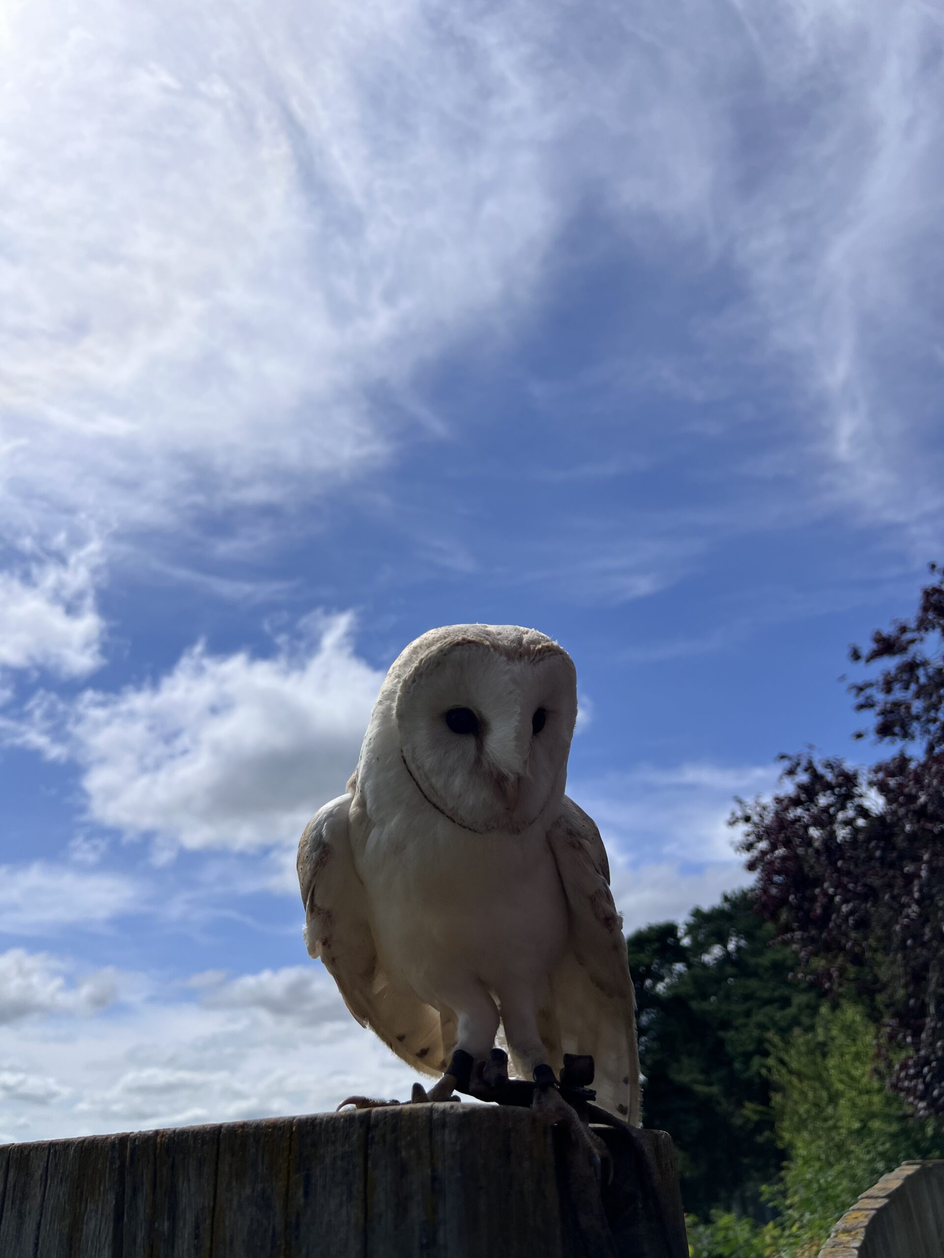 Rapace - Fauconnerie Griffondor - Parc des Loups du Gévaudan en Lozère