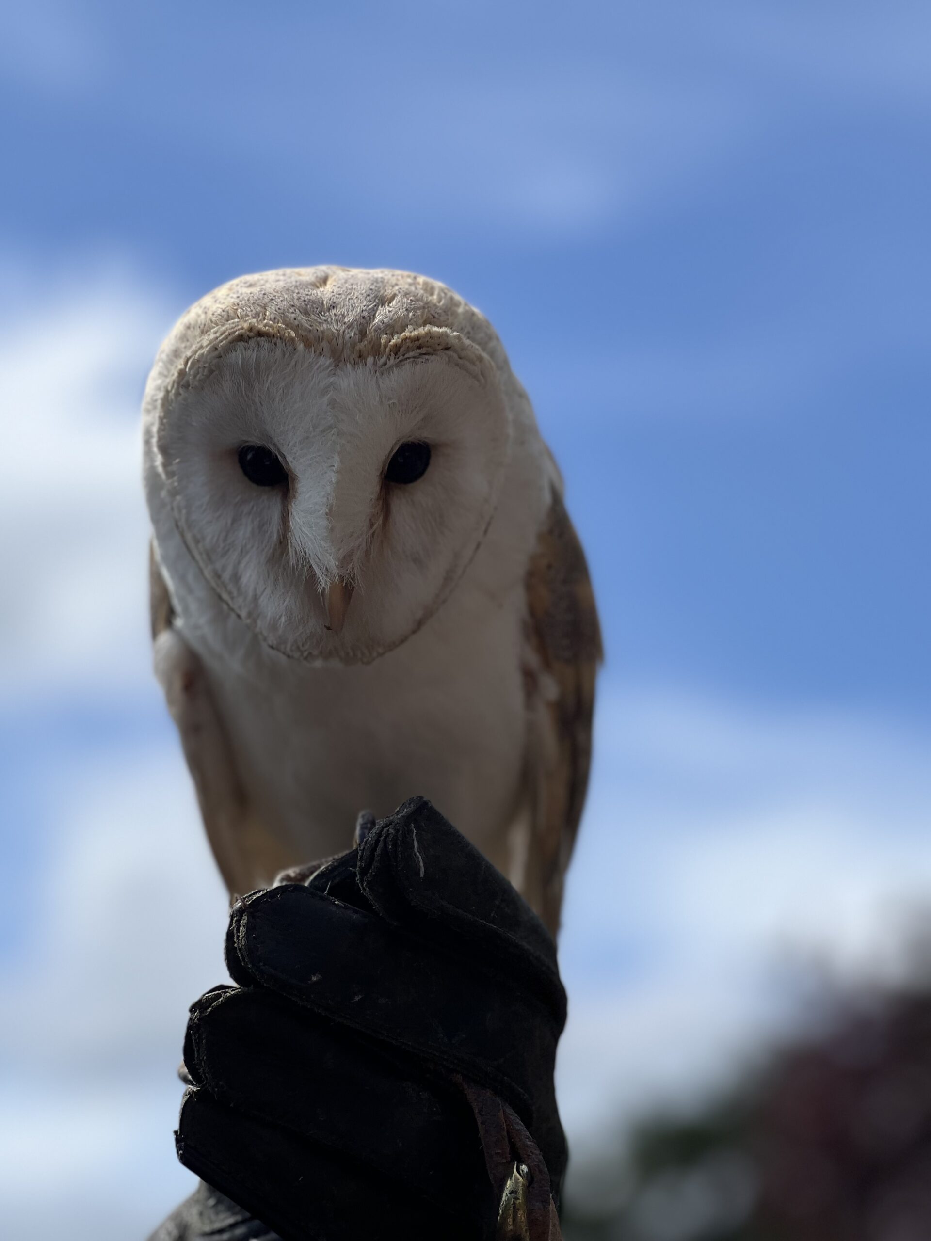 Rapace - Fauconnerie Griffondor - Parc des Loups du Gévaudan en Lozère