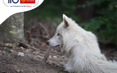Cet été, rejoignez le Parc les Loups du Gévaudan avec la navette liO Occitanie !