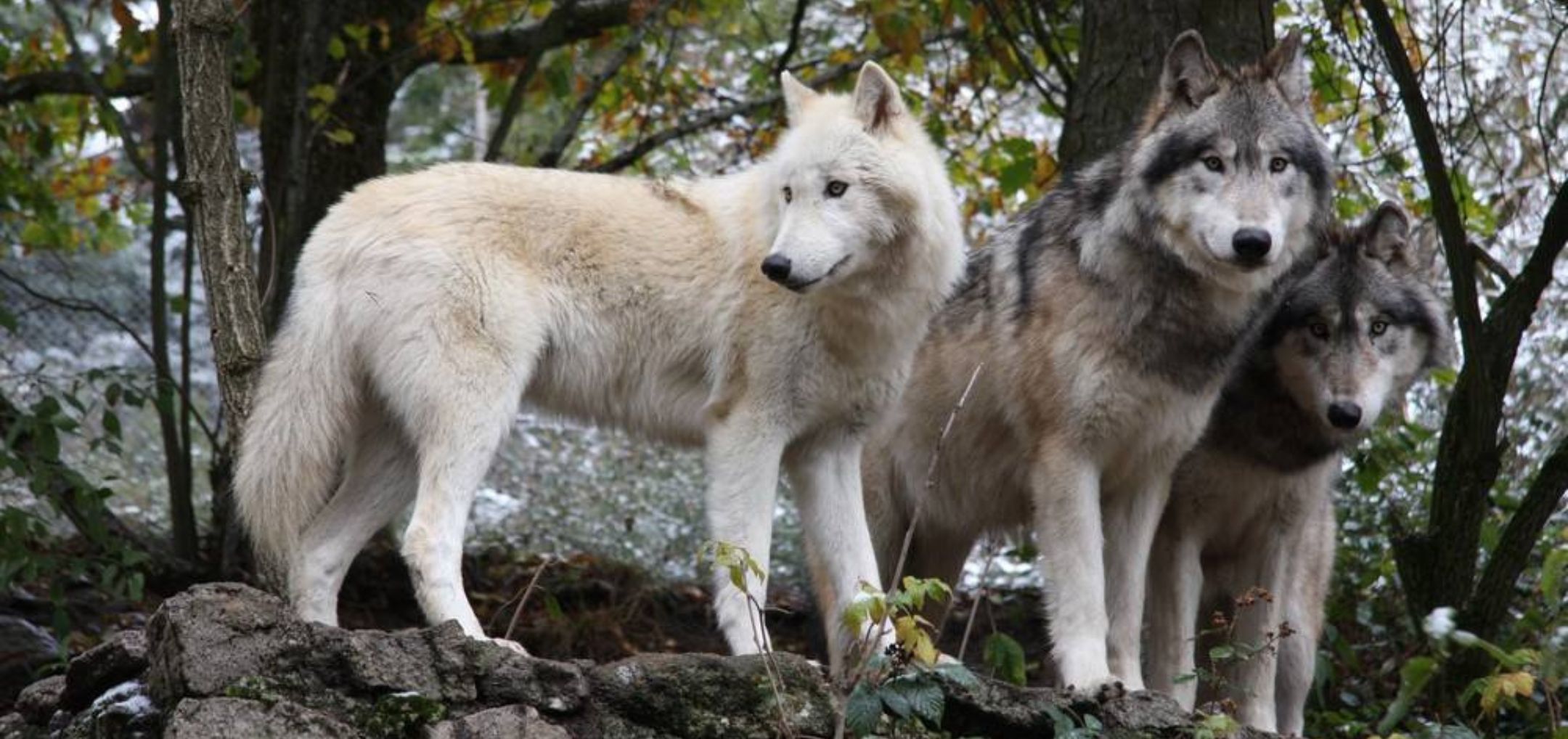 Atlas interactif - Parc les loups du Gévaudan en Lozère