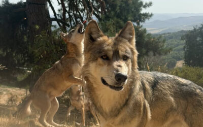 Carte cadeau séjour avec les loups : offrez une nuit magique au plus près de la meute