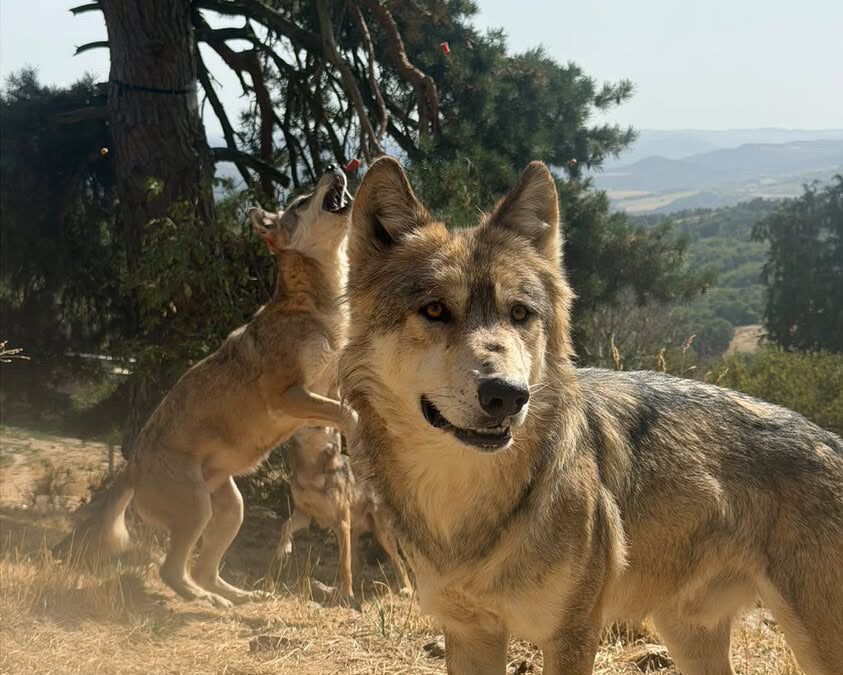 Bon cadeau pour des nuits insolites aux Loups du Gévaudan en Lozère